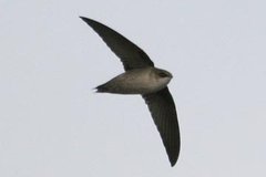 Vaux's Swift